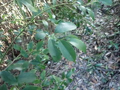Ilex ficoidea