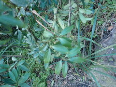 Cinnamomum