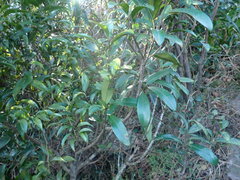 Myrsine seguinii