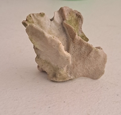 Millepora complanata