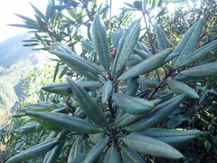 Rhododendron pseudochrysanthum