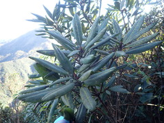 Rhododendron pseudochrysanthum