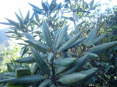 Rhododendron pseudochrysanthum