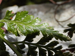 Asplenium adiantum-nigrum
