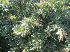 Pieris japonica taiwanensis