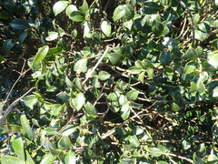 Camellia brevistyla