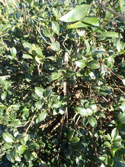 Camellia brevistyla