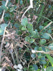 Syzygium elliptifolium