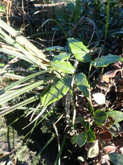 Tetrastigma hemsleyanum