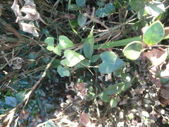 Pericampylus glaucus