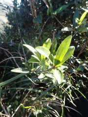 Myrsine seguinii
