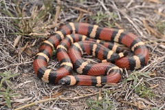 Lampropeltis annulata