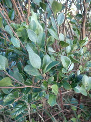 Syzygium elliptifolium