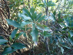 Dendropanax dentiger