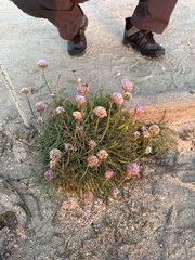 Armeria maritima