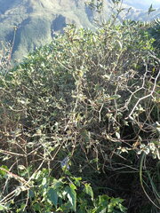 Rhododendron oldhamii