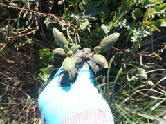 Rhododendron oldhamii