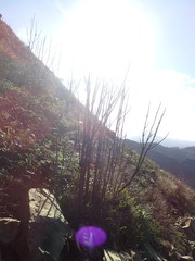 Bretschneidera sinensis