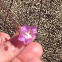 Agalinis strictifolia