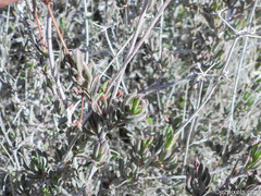 Eriogonum fasciculatum foliolosum