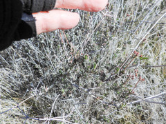 Eriogonum fasciculatum foliolosum