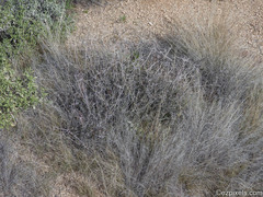 Eriogonum fasciculatum foliolosum