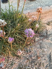 Armeria maritima