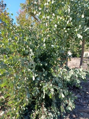 Eucalyptus polyanthemos