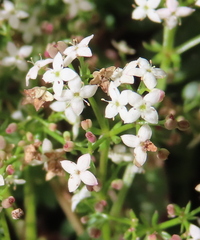 Galium saxatile