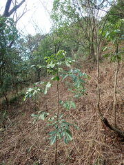 Archidendron lucidum