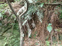 Gymnosphaera podophylla