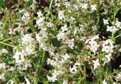 Galium saxatile