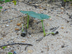 Arisarum simorrhinum, photograph Duarte Frade, CC BY, iNaturalist via GBIF