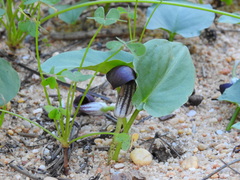 Arisarum simorrhinum, photograph Duarte Frade, CC BY, iNaturalist via GBIF