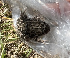 Pleurodema bufoninum