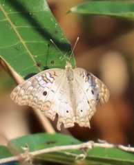 Anartia jatrophae