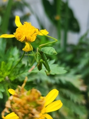 Stagmatoptera hyaloptera