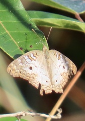 Anartia jatrophae