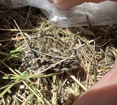 Pleurodema bufoninum