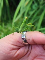 Stagmatoptera hyaloptera