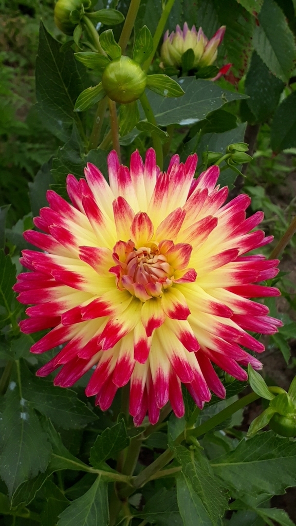 ダリア (雑種 Dahlia × hortensis) · iNaturalist