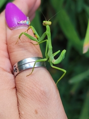 Stagmatoptera hyaloptera