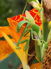 Stagmatoptera hyaloptera