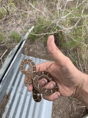 Pantherophis emoryi