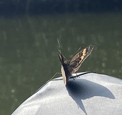 Junonia neildi varia