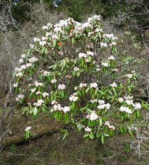 Rhododendron