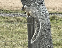 Sciurus niger shermani