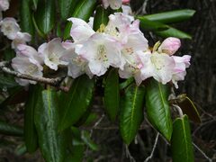 Rhododendron