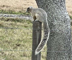 Sciurus niger shermani