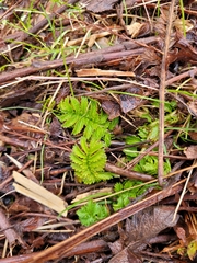 Agrimonia parviflora